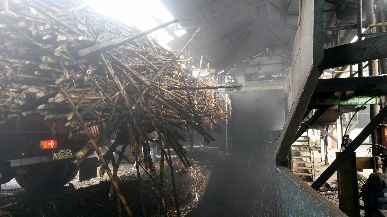 Abladen des Zuckerrohrs vom LKW